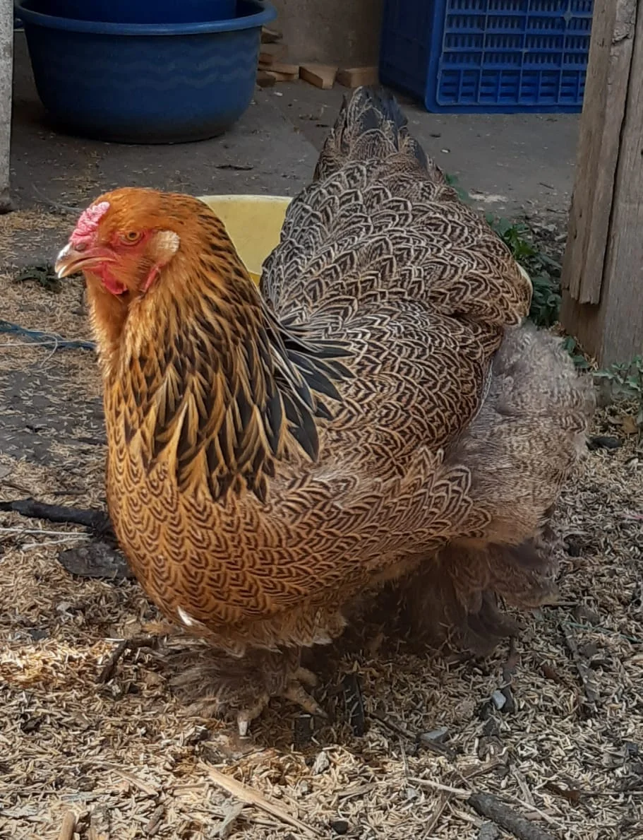 Gallo Brahma perdiz dorado adulto mostrando su contraste rojo dorado y negro