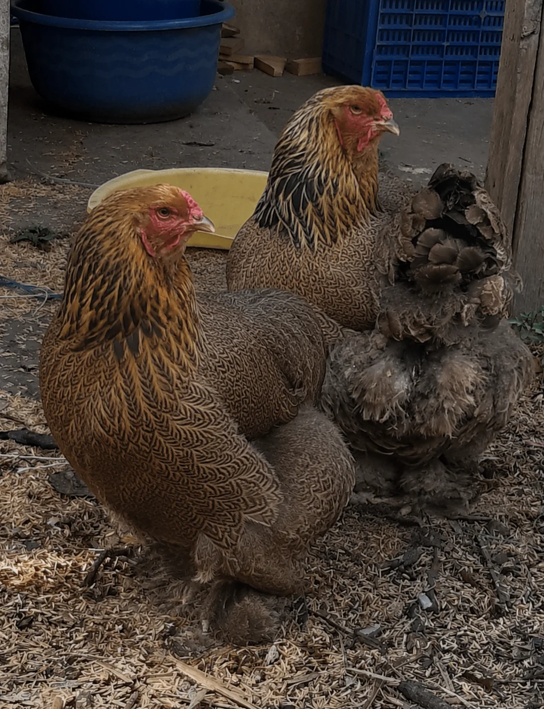 Gallina Brahma perdiz dorado con mayado negro sobre fondo dorado en Boyacá