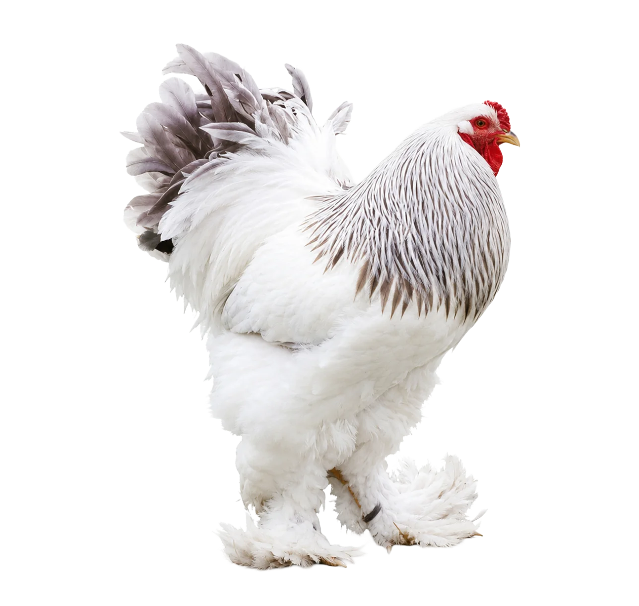 Gallo Brahma Armiñado azul en Colombia