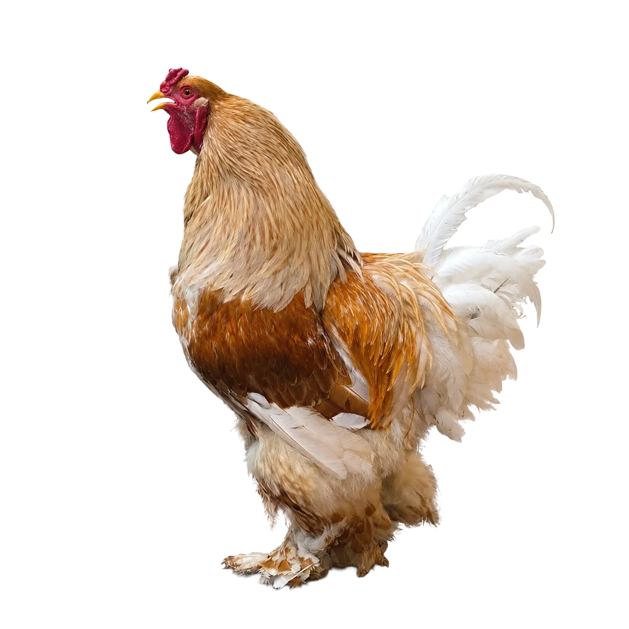 Gallo brahma buff laced en colombia