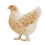 gallina Brahma Buff Laced en colombia