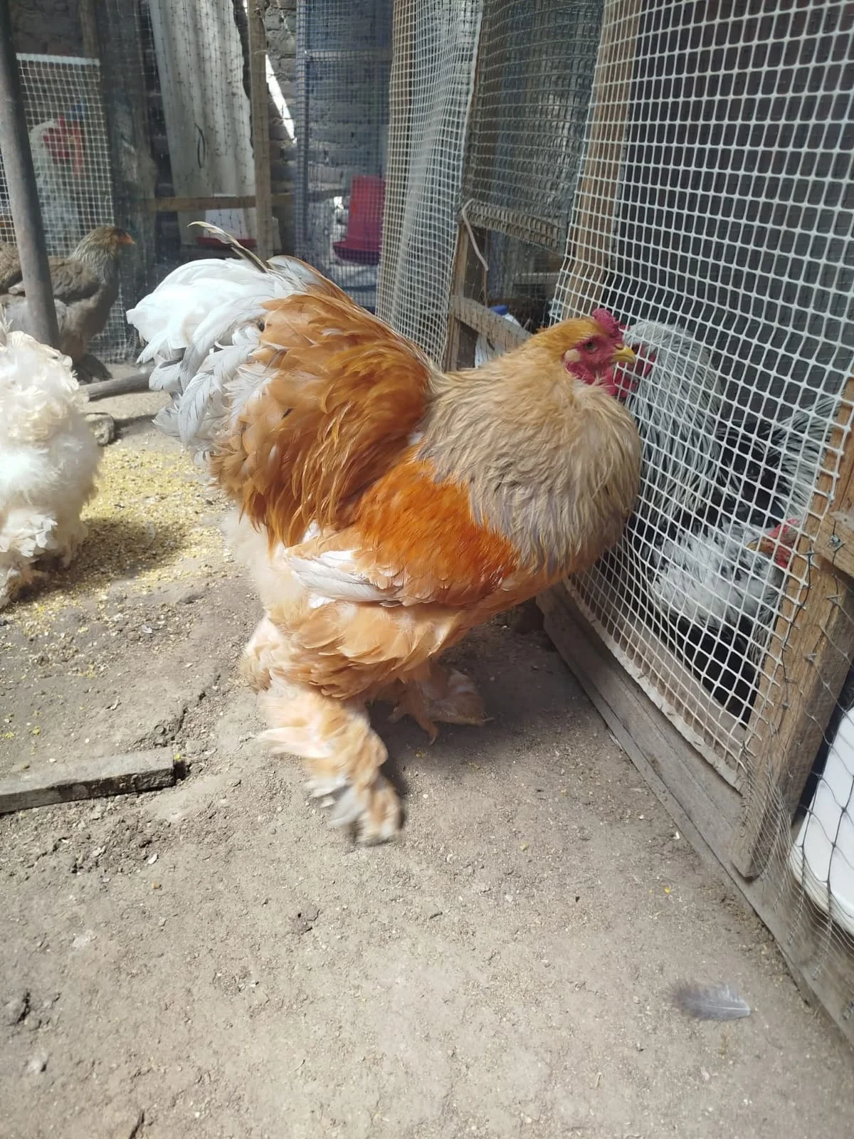 Brahma Buff Azul en colombia