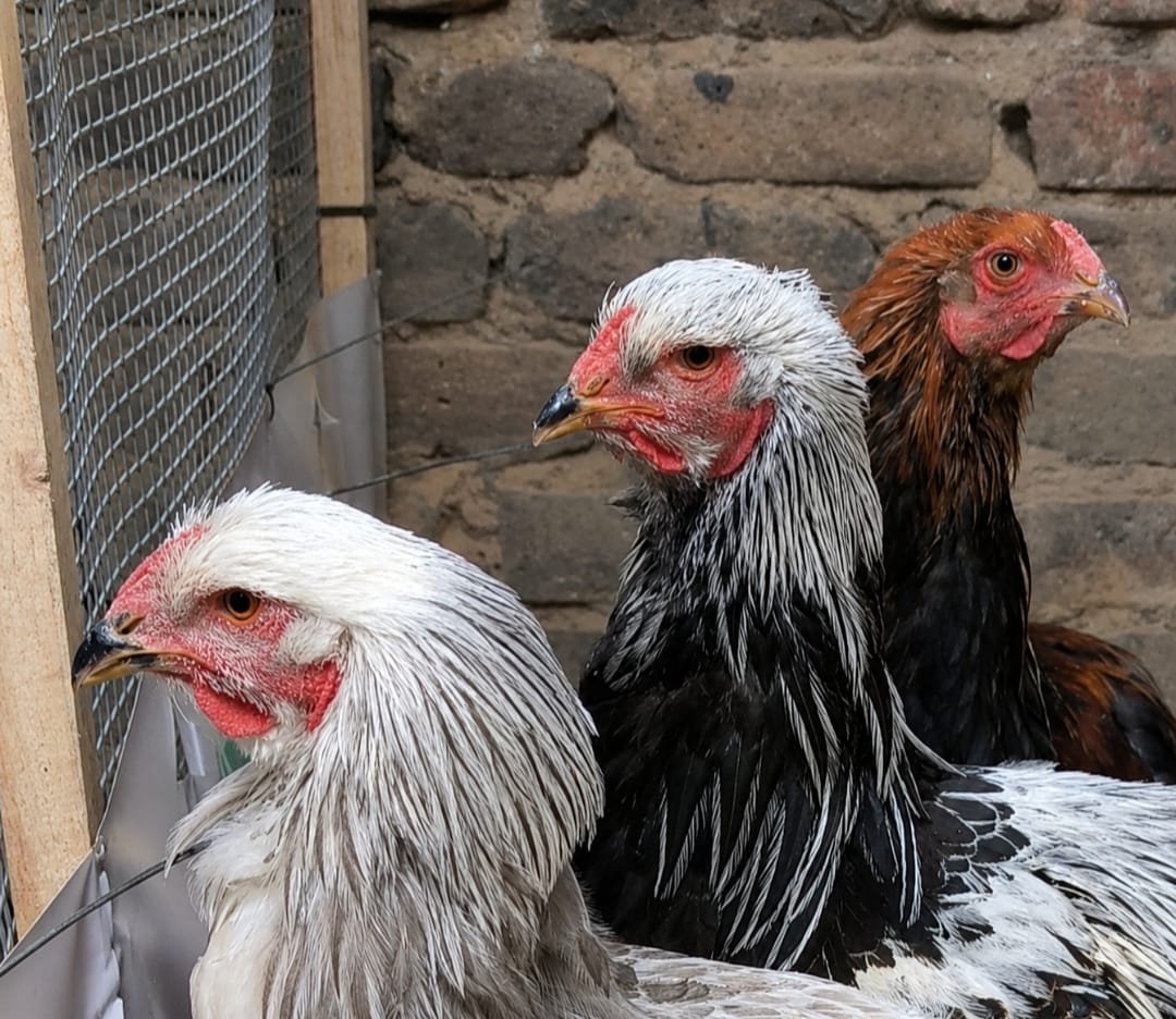color de ojos de los pollos brahma