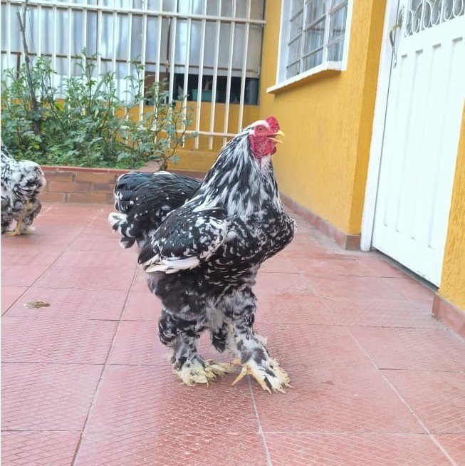 Gallinas brahma moteadas en colombia