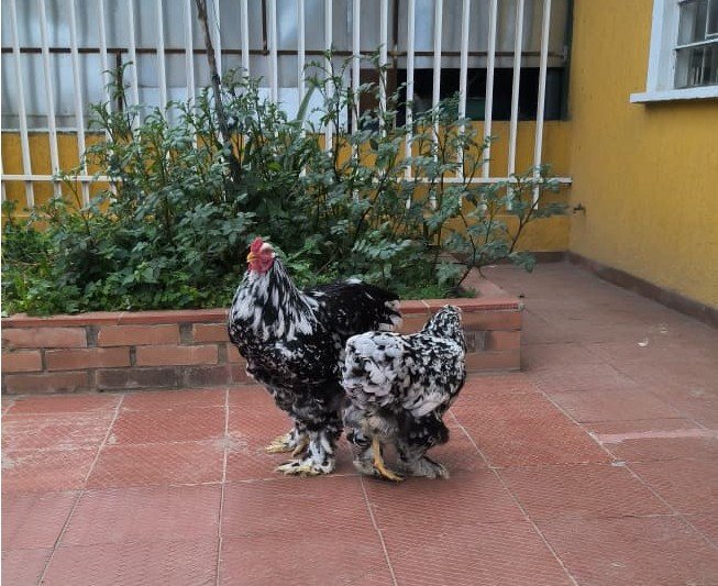 Pareja de Brahma moteadas con tarsos emplumados en el criadero de Boyacá