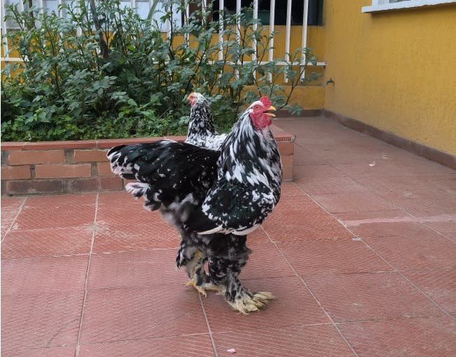 Lote de gallinas Brahma moteadas criadas en el altiplano de Boyacá, Colombia