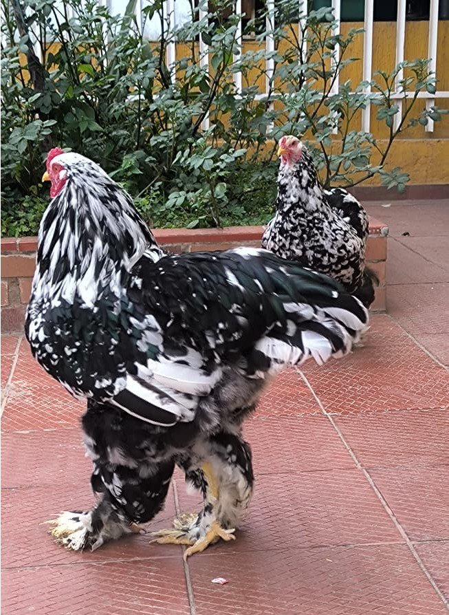 Detalle del plumaje moteado negro y blanco de una Brahma en Boyacá