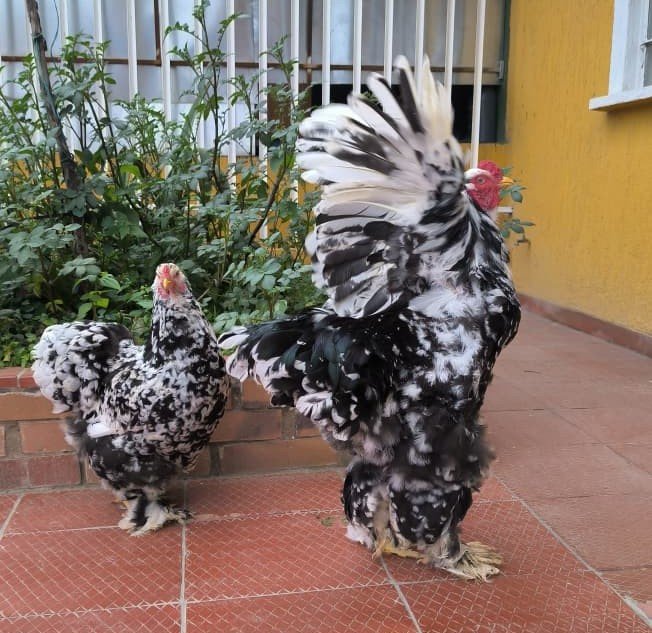 Gallina Brahma moteada en venta en Boyacá con moteado blanco bien distribuido