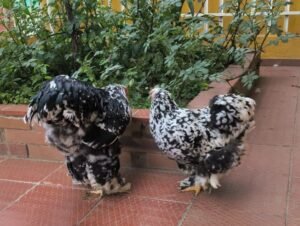 Gallinas brahma moteadas en colombia