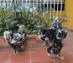 Gallinas brahma moteadas en colombia