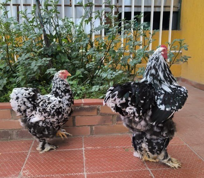 Gallinas Brahma moteadas en el criadero de Boyacá, Colombia, con plumaje negro salpicado de blanco