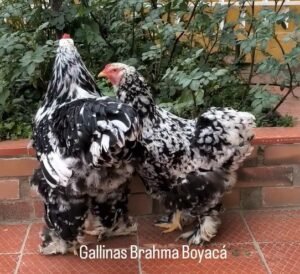 Gallinas brahma moteadas en colombia
