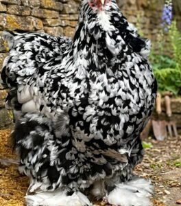 plumas Gallinas brahma moteadas en colombia