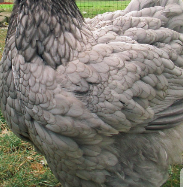Detalle del plumaje azul pizarra de una gallina Brahma azul