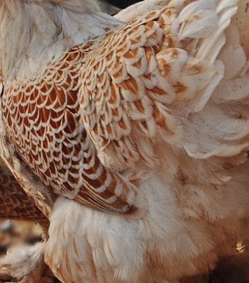 plumas Brahma Buff Laced en colombia