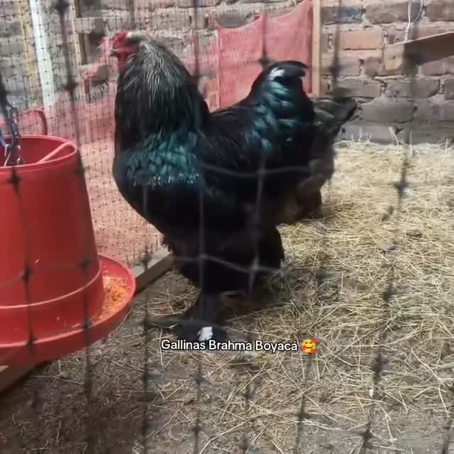 Gallo Brahma Birchen #gallinas #galinha #GallinasBrahma  #avicultura #pollosdecampo