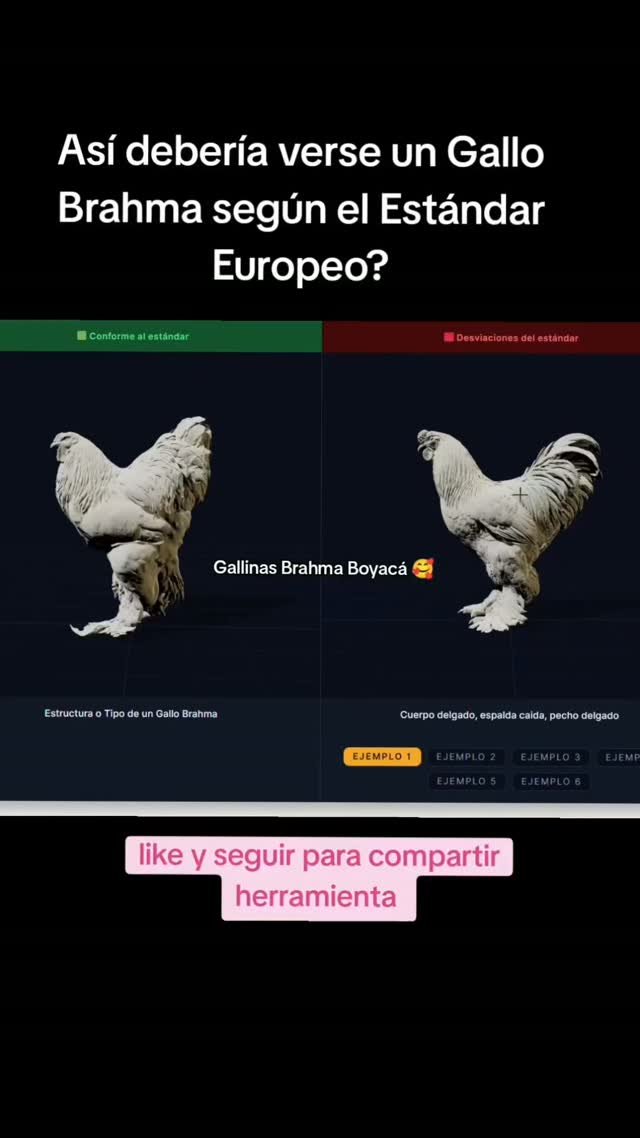 El cuerpo de un gallo Brahma #gallosbrahma #brahmachickens #galinhasbrahma #курыбрама