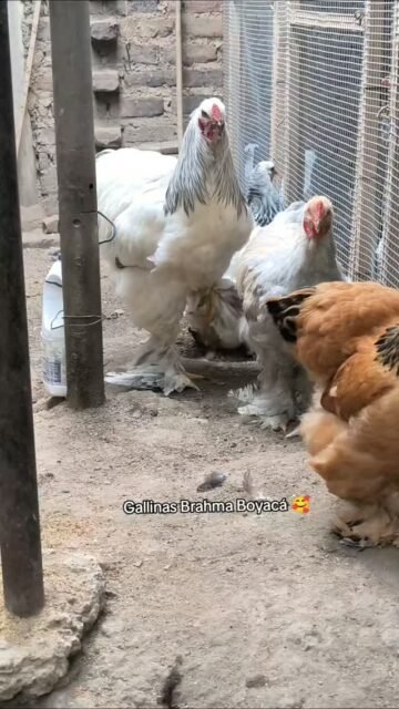 Nuestros Juveniles Brahma siguen creciendo 😊#brahmachickens #gallinas #galinhas #GallinasBrahma