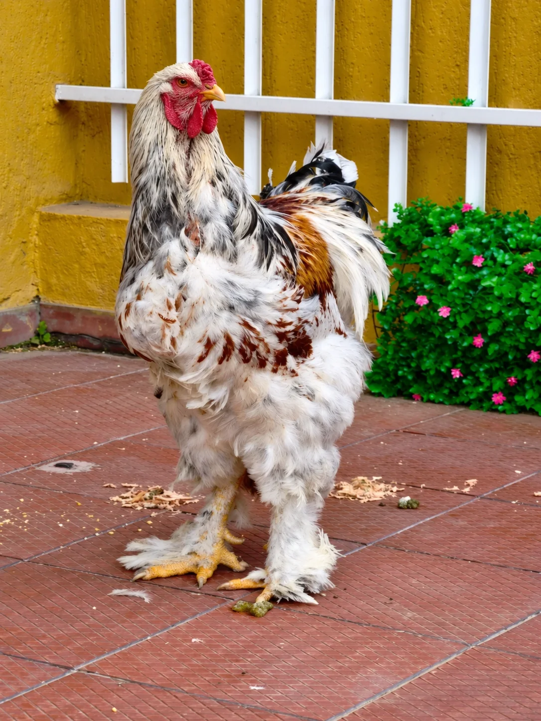 Pollo Brahma Buff Columbian