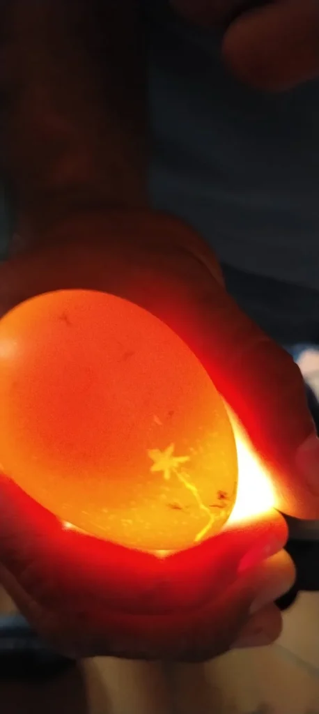 estrellas o manchas traslúcidas en la cáscara del huevo durante la ovoscopía