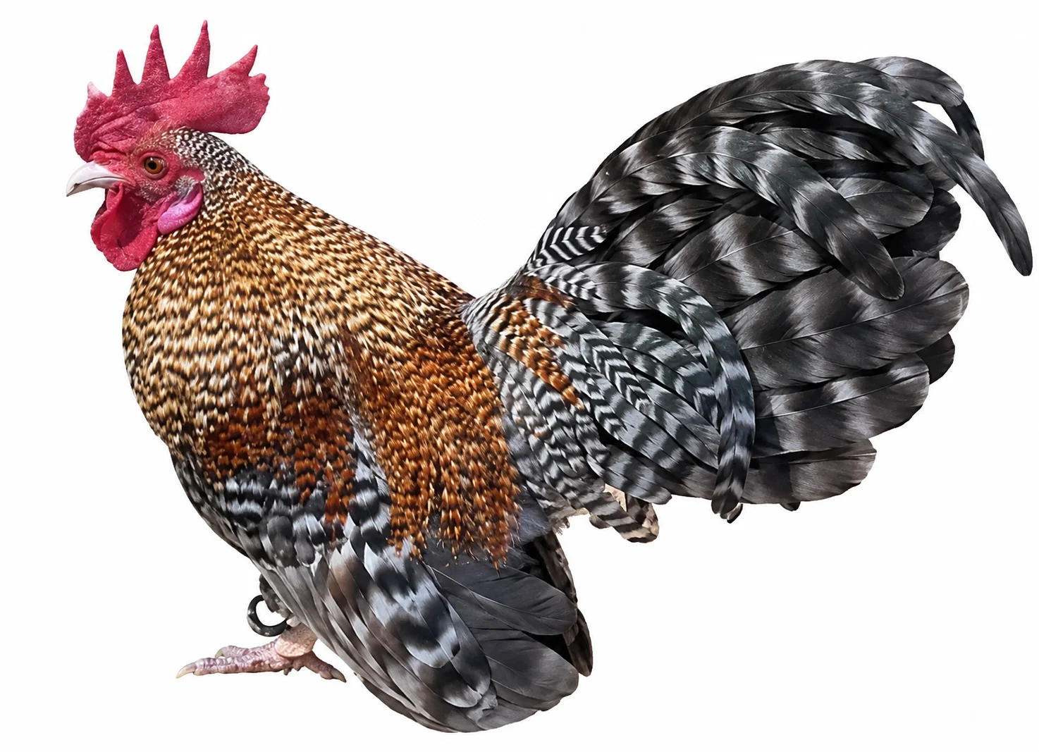 Gallito azteca color creel macho con plumaje barrado colorado, dorado y negro