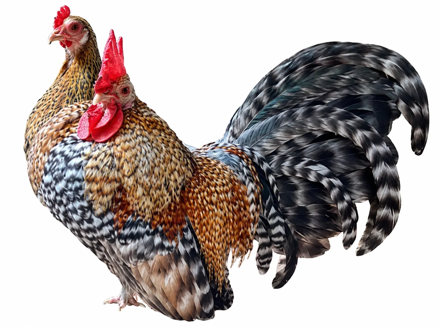 Gallito azteca color creel (giro barrado dorado) del criadero en Colombia, macho de porte erguido